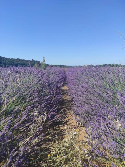 Oasis Tranquille - L'Evasion Au Verdon Греу-ле-Бен Екстер'єр фото